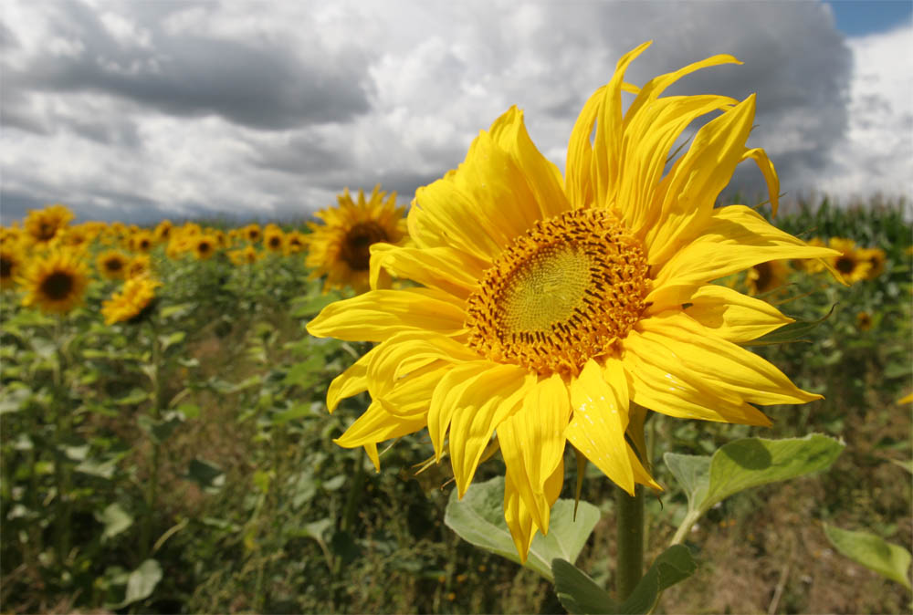 Sonnenblumen