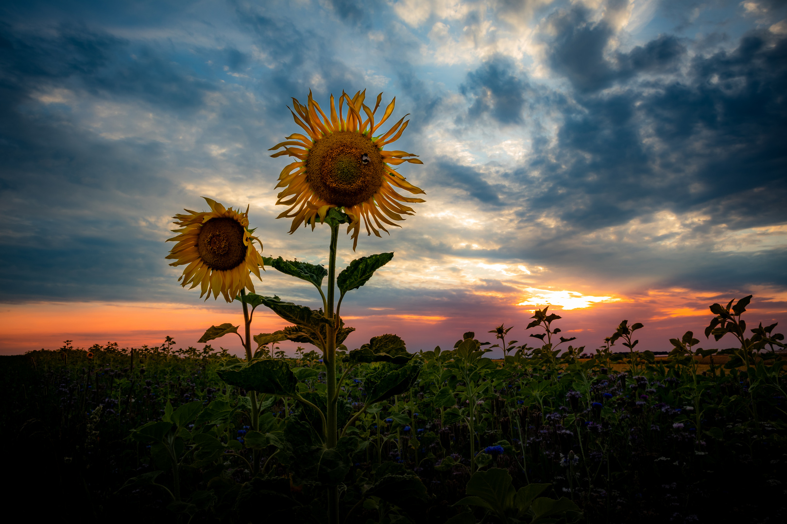 Sonnenblumen