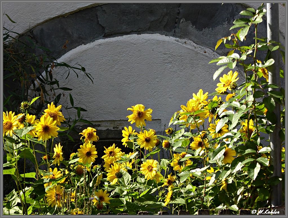 Sonnenblumen.....