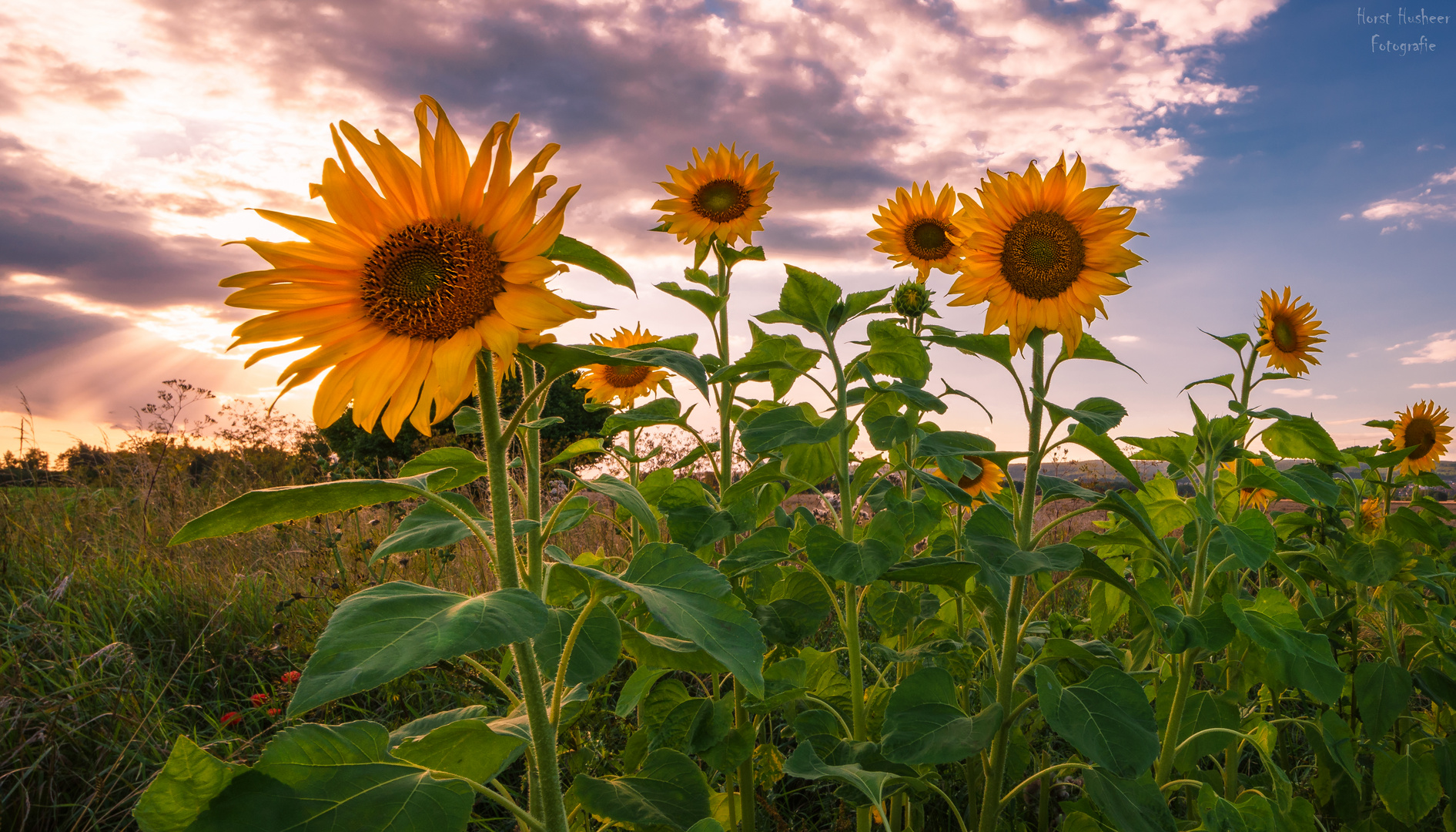 Sonnenblumen