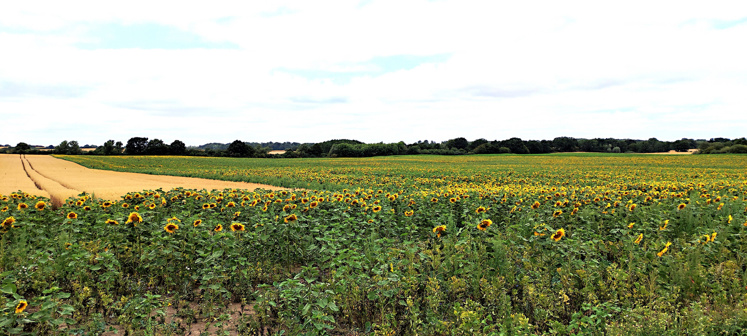 Sonnenblumen