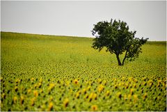 Sonnenblumen