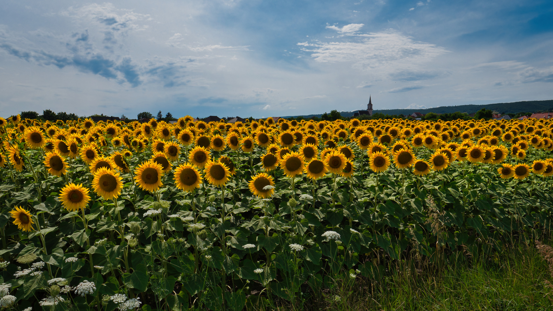 Sonnenblumen