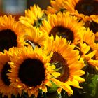 Sonnenblumen