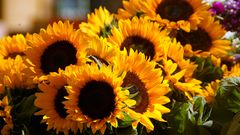 Sonnenblumen