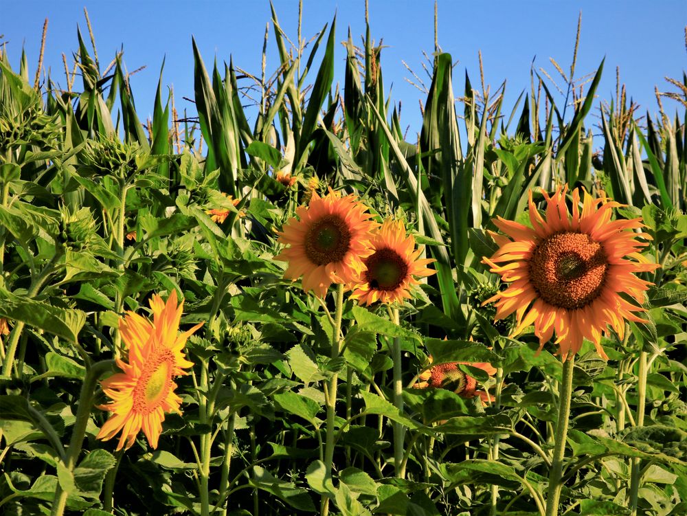 Sonnenblumen 