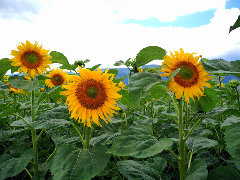 Sonnenblumen