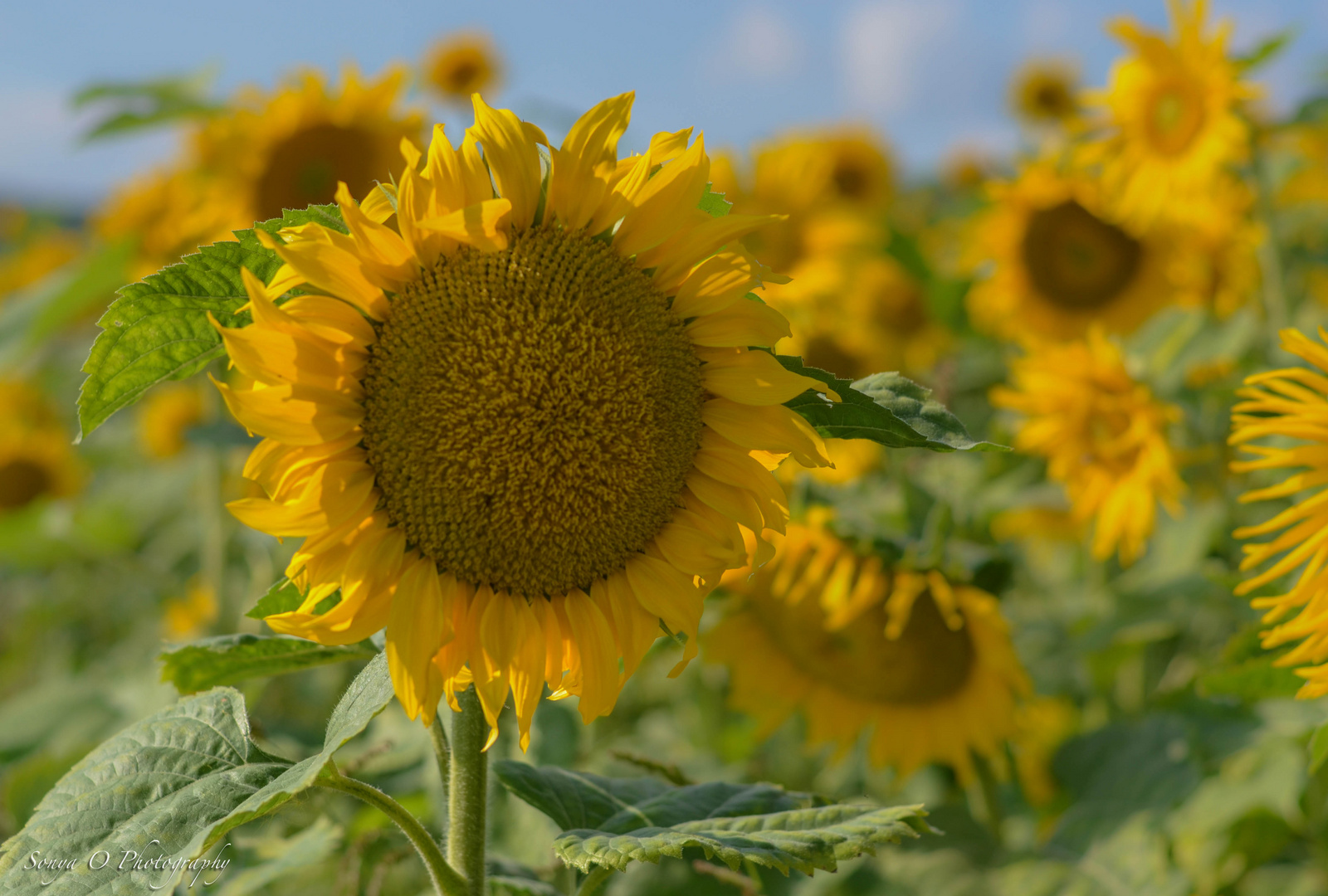 Sonnenblumen