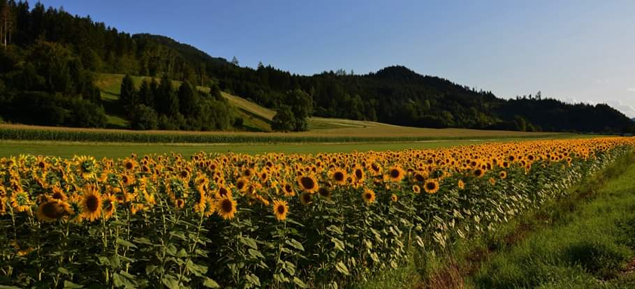 Sonnenblumen