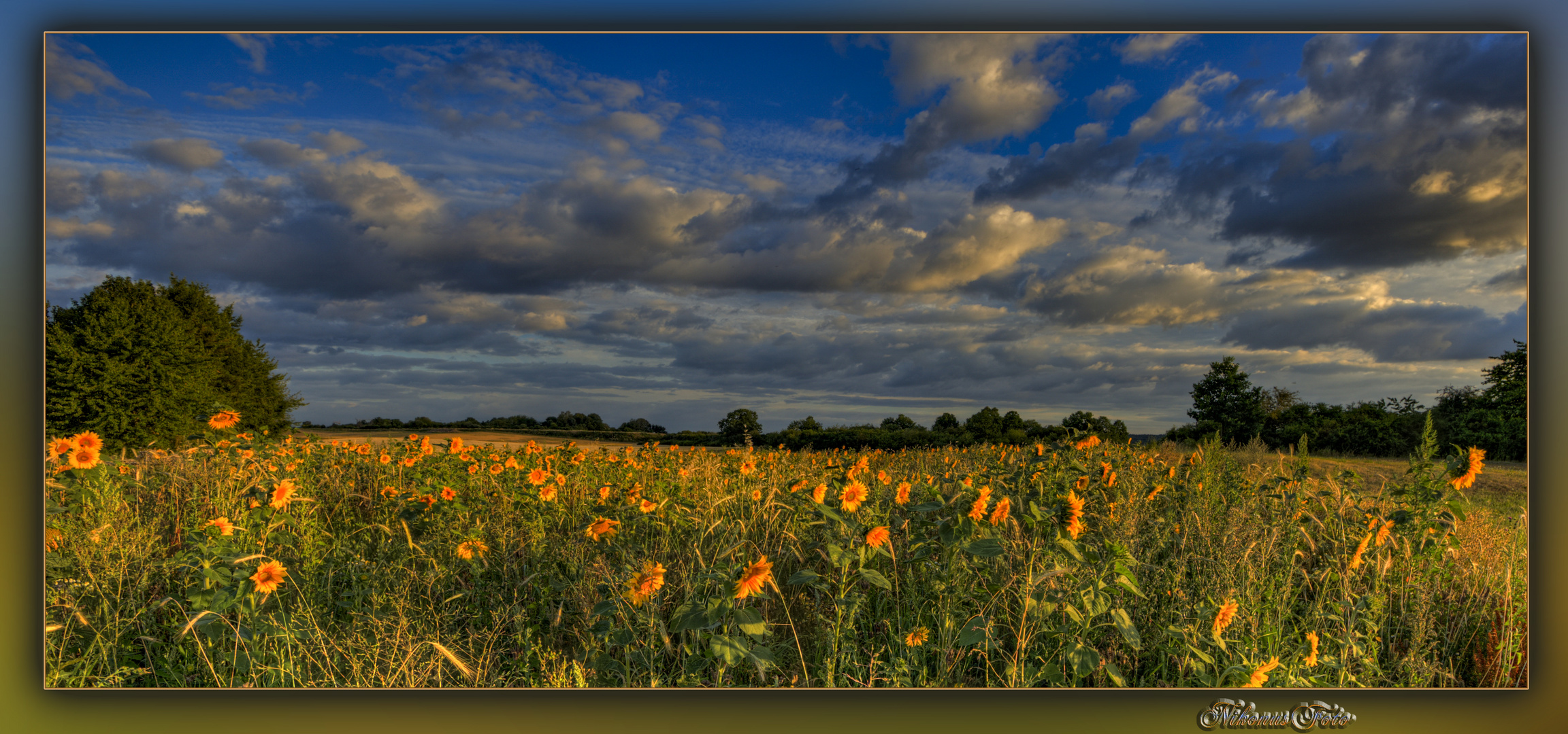 Sonnenblumen