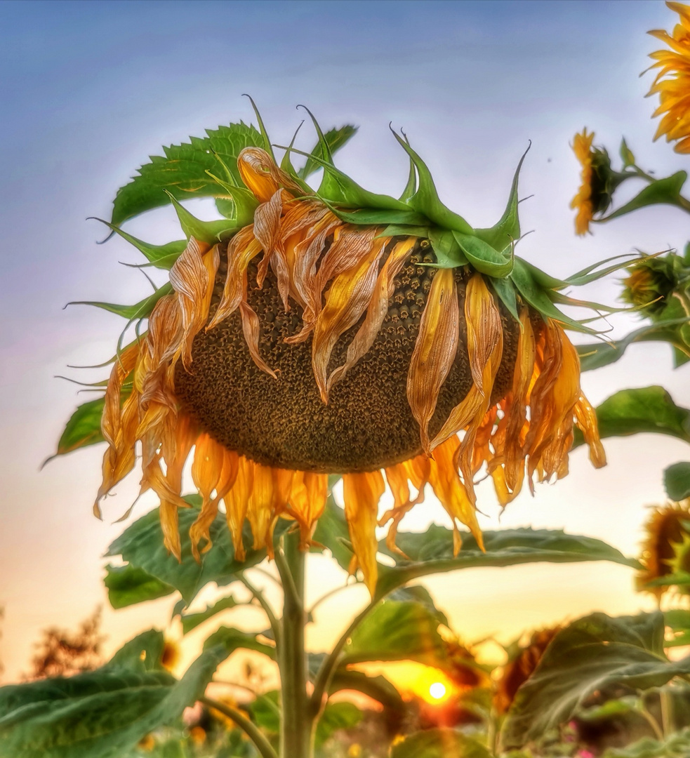 Sonnenblumen 