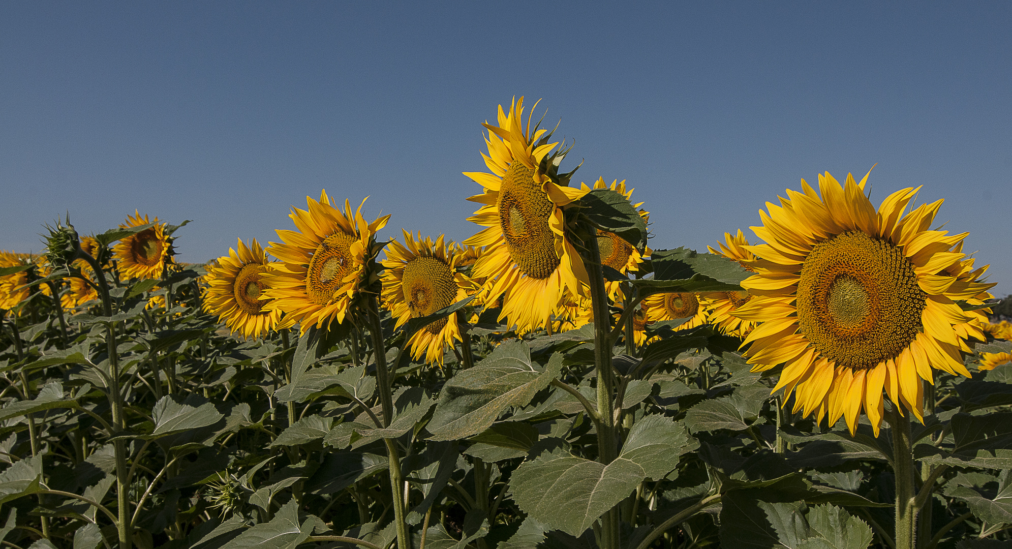 Sonnenblumen