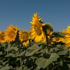 Sonnenblumen