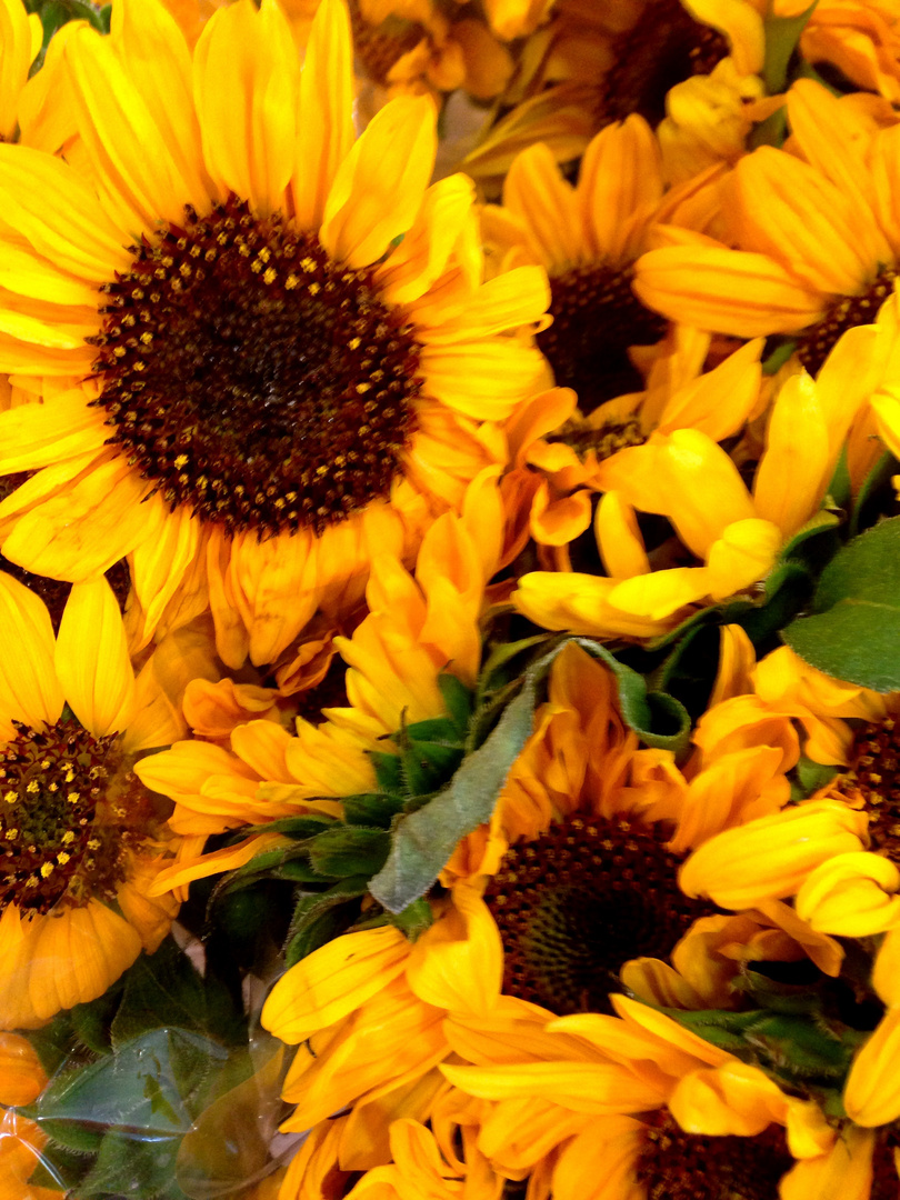 Sonnenblumen 