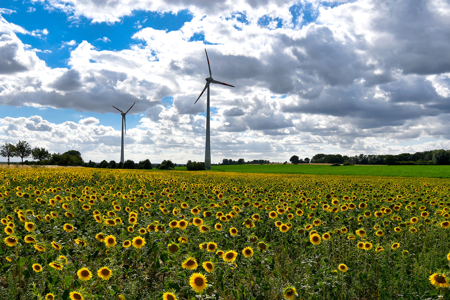 - Sonnenblumen -