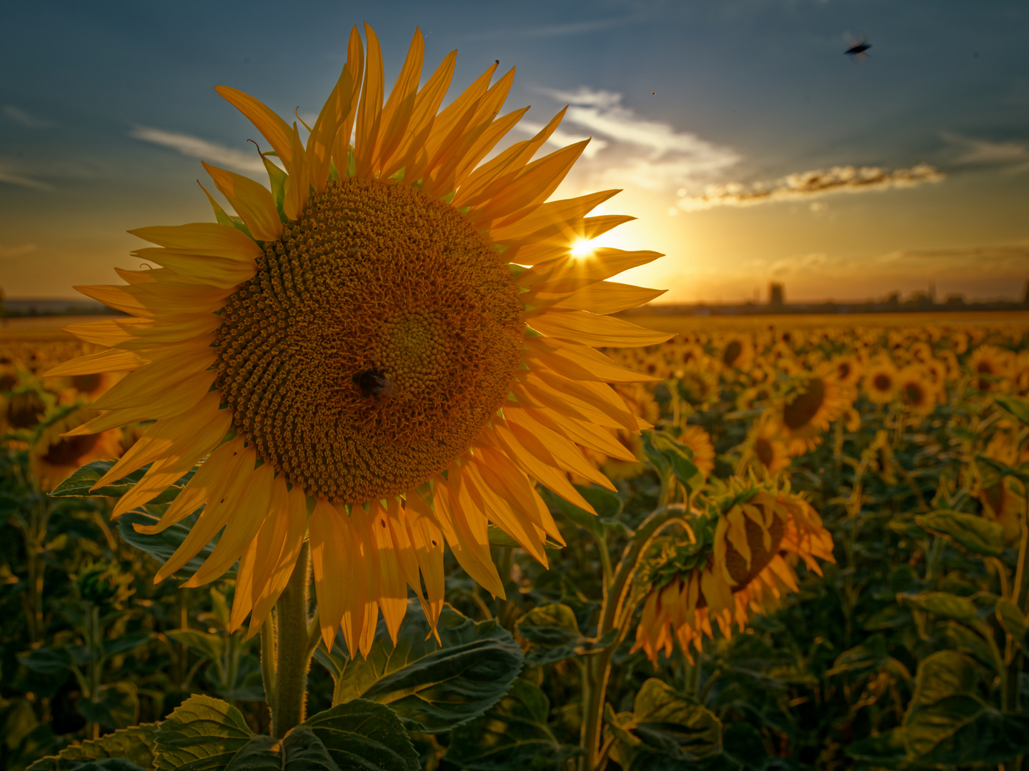 Sonnenblumen