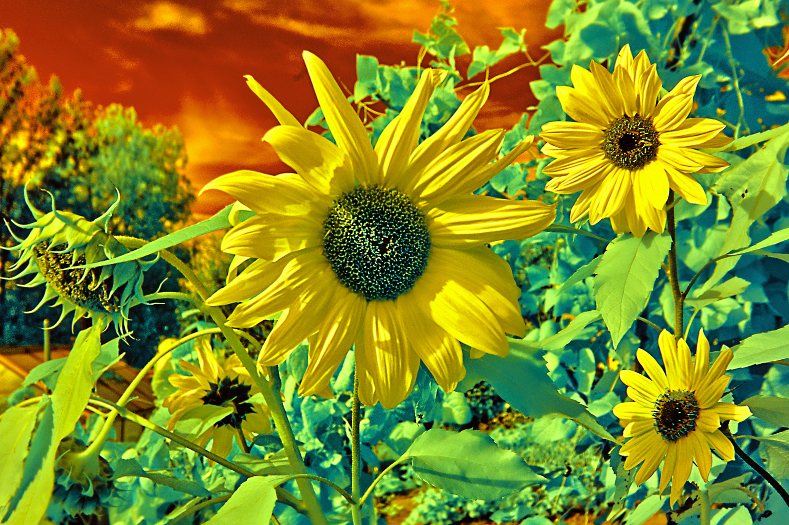 Sonnenblumen