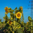  Sonnenblumen