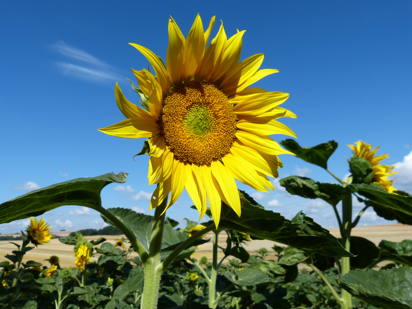 Sonnenblumen