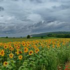 Sonnenblumen