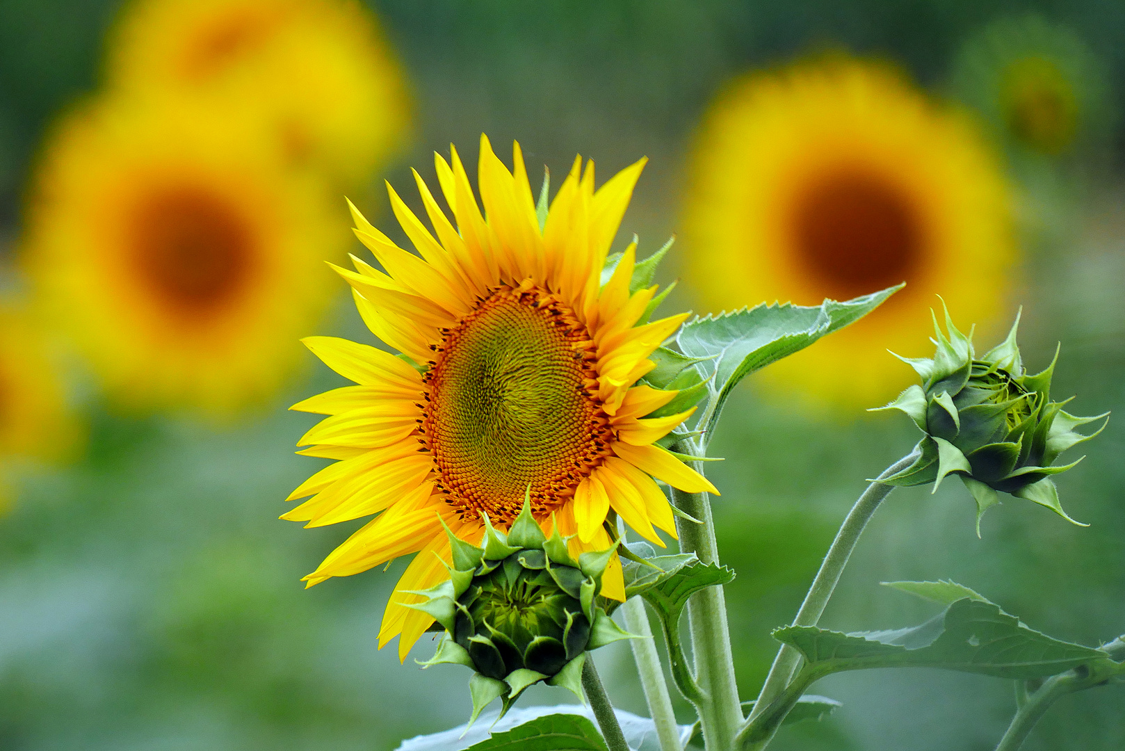 Sonnenblumen Foto & Bild | natur, blumen, sonnenblumen Bilder auf