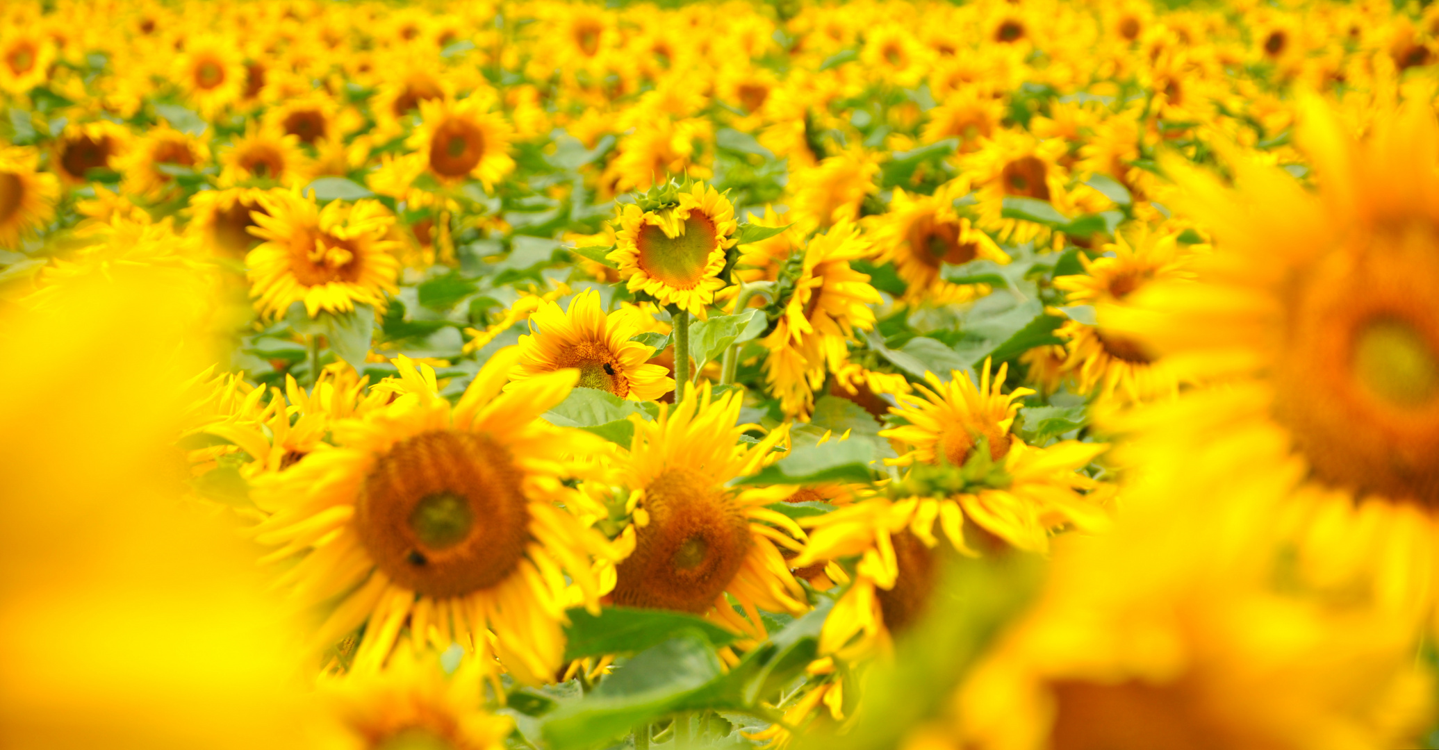 Sonnenblumen