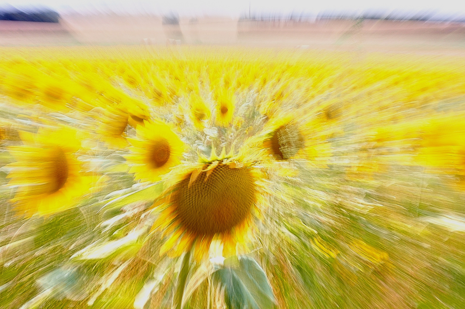 Sonnenblumen