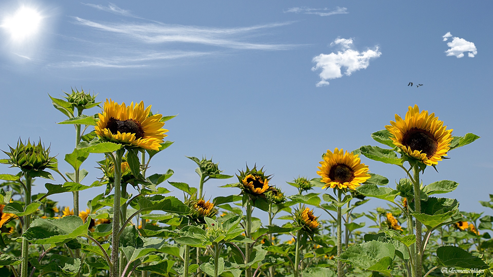 Sonnenblumen