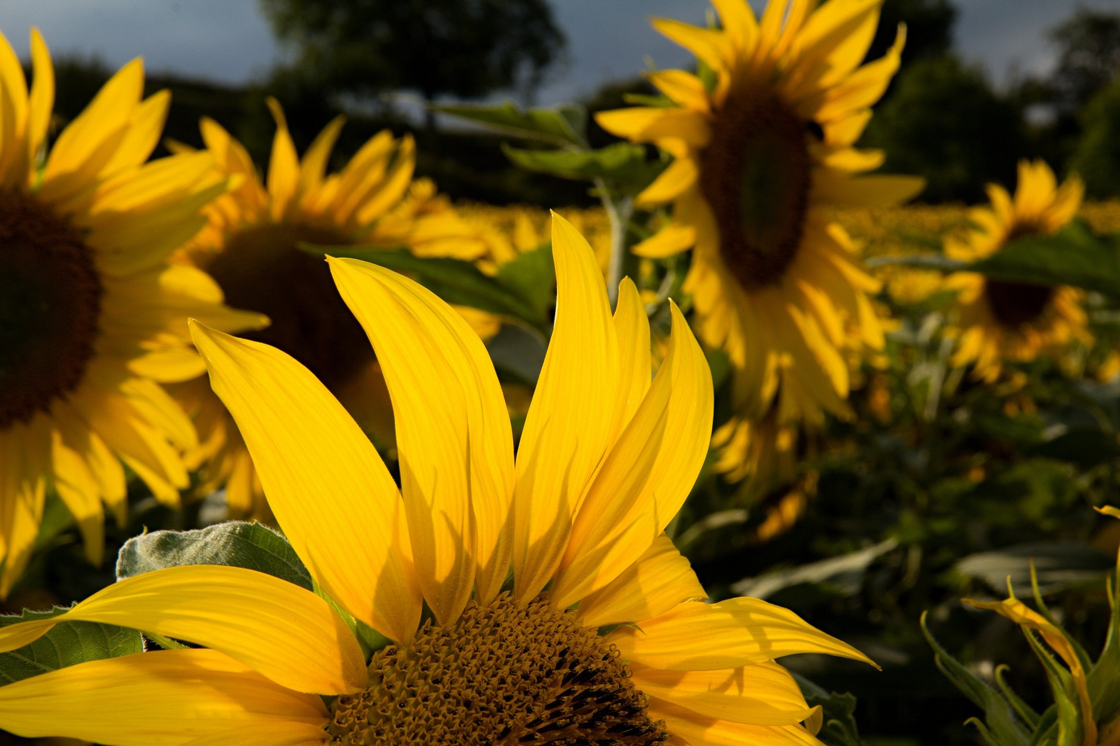 Sonnenblumen