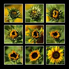 Sonnenblumen