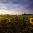 Sonnenblumen - ein Gruß vom Herbst