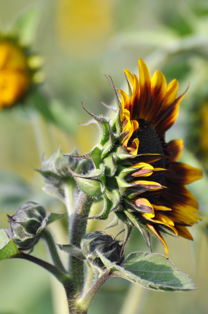 Sonnenblumen ein vielfältiges Thema