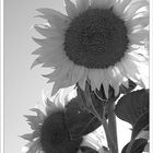 Sonnenblumen einmal anders....