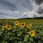 Sonnenblumen en masse