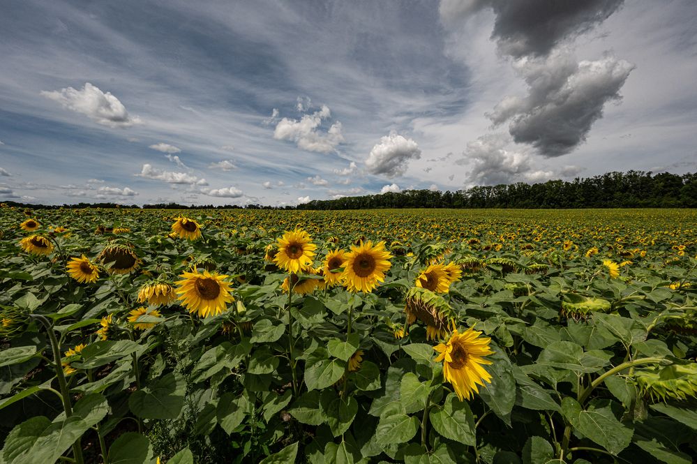 Sonnenblumen en masse