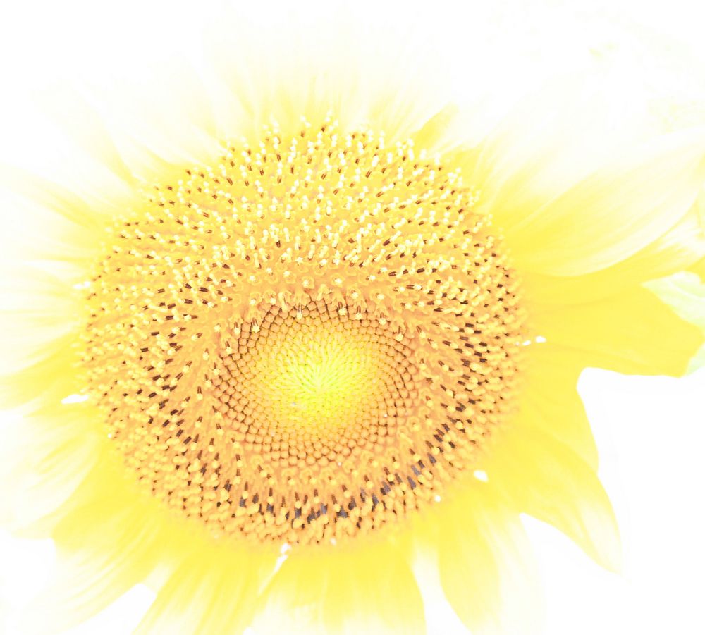 Sonnenblumen - Eruption von udo pi 
