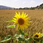 Sonnenblumen erwachen (Der HERBST kommt)