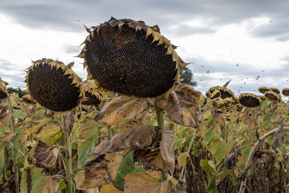 Sonnenblumen