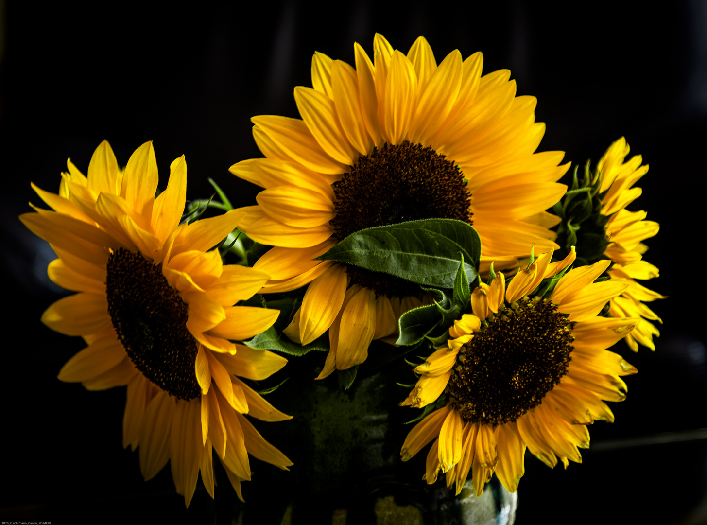 Sonnenblumen