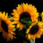 Sonnenblumen