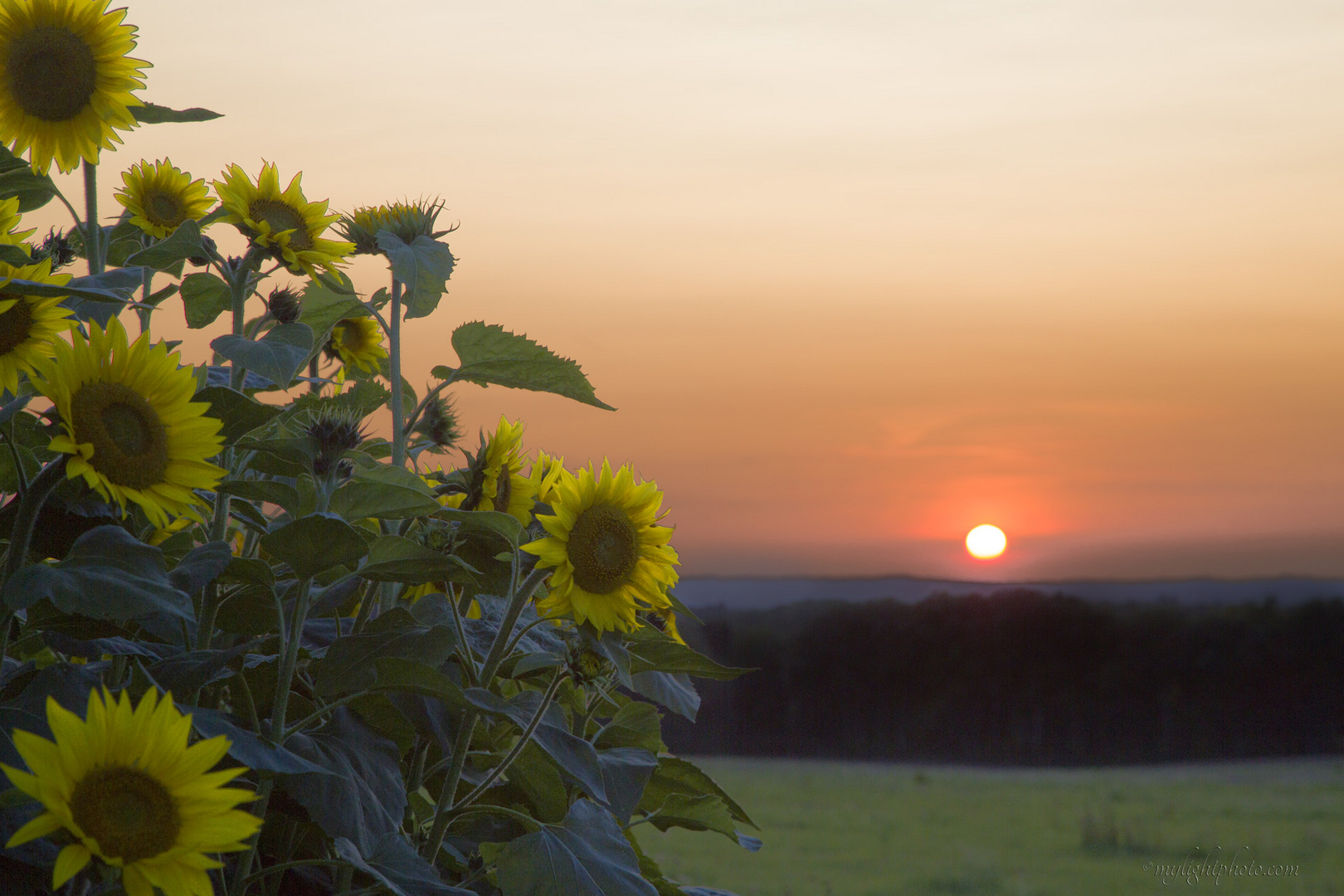 Sonnenblumen