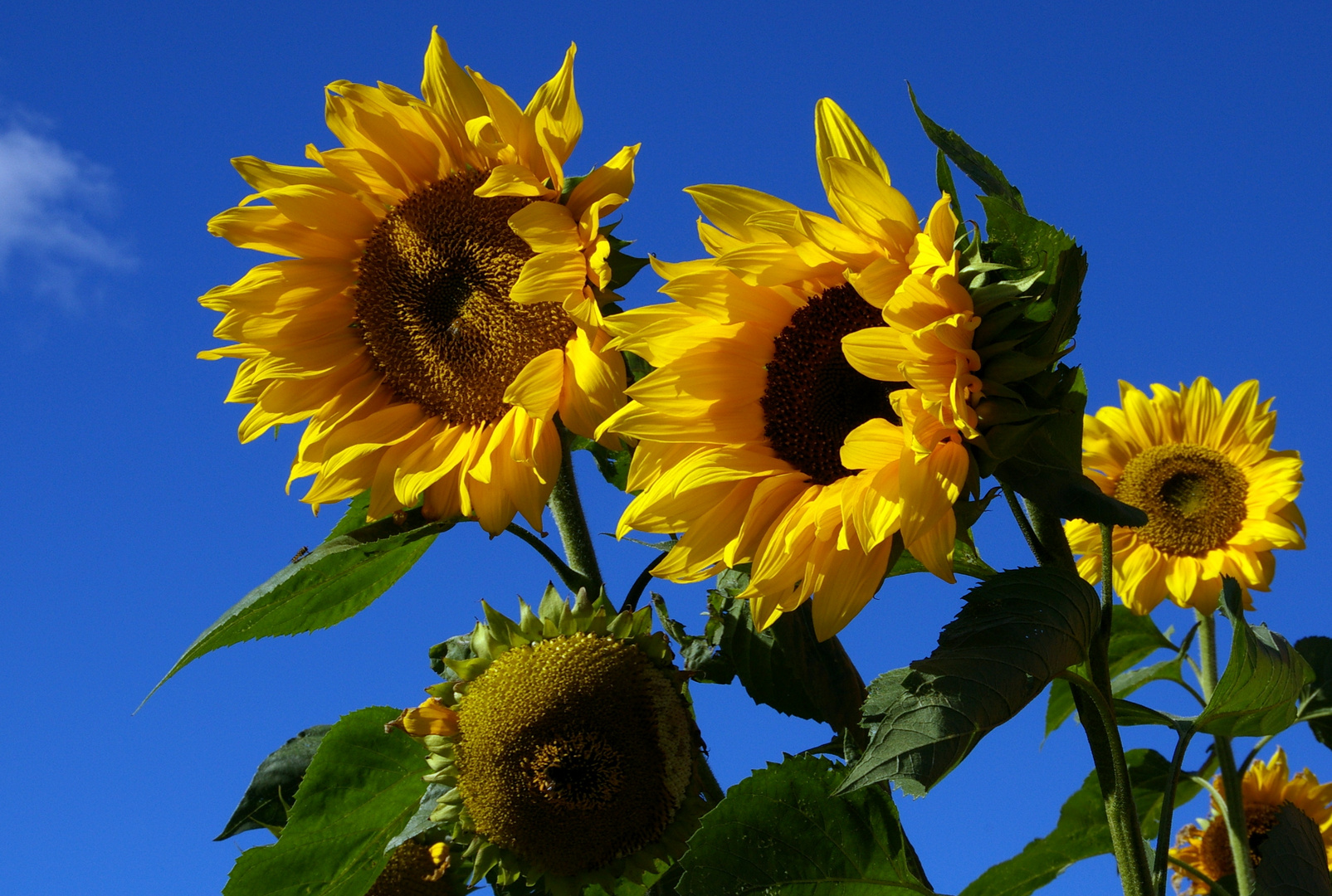 Sonnenblumen