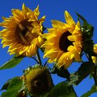 Sonnenblumen