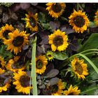 Sonnenblumen