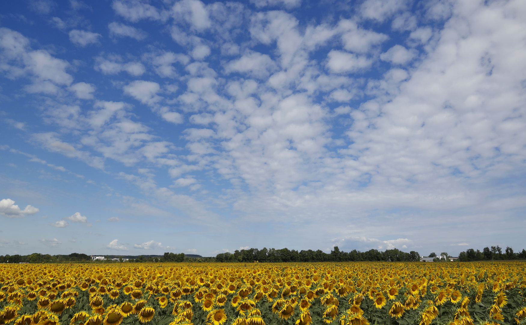 Sonnenblumen