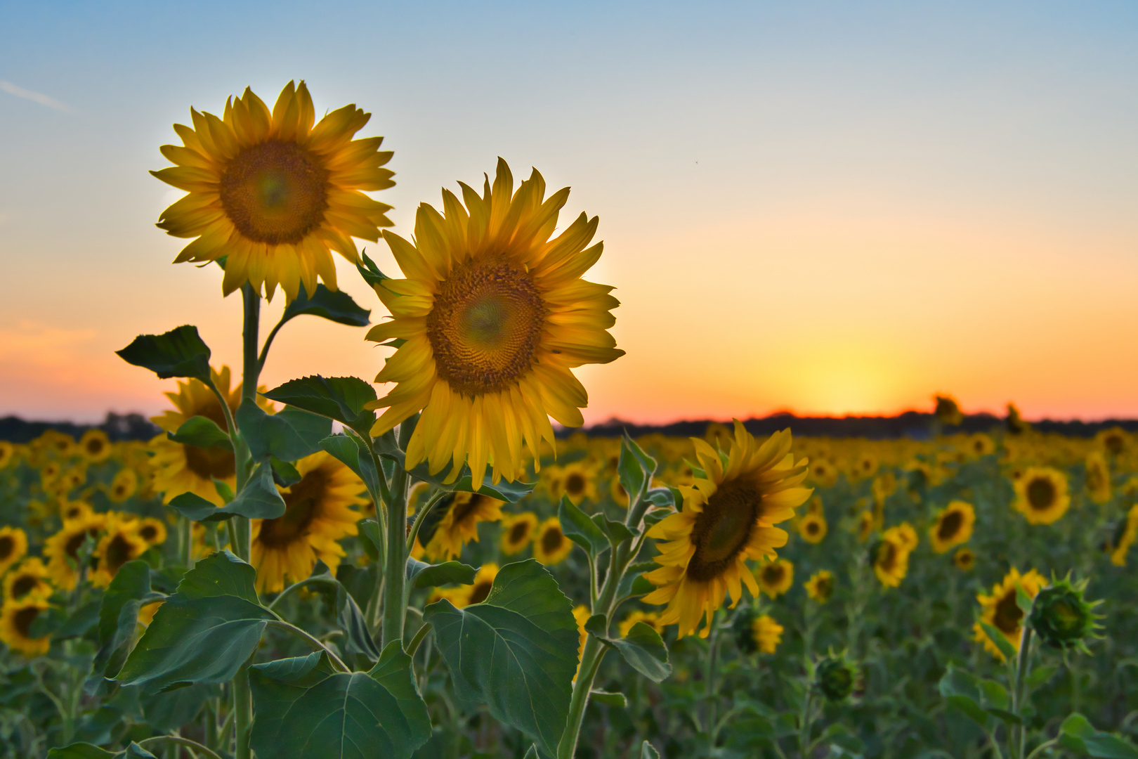 Sonnenblumen Foto & Bild pflanzen, pilze & flechten, landschaft