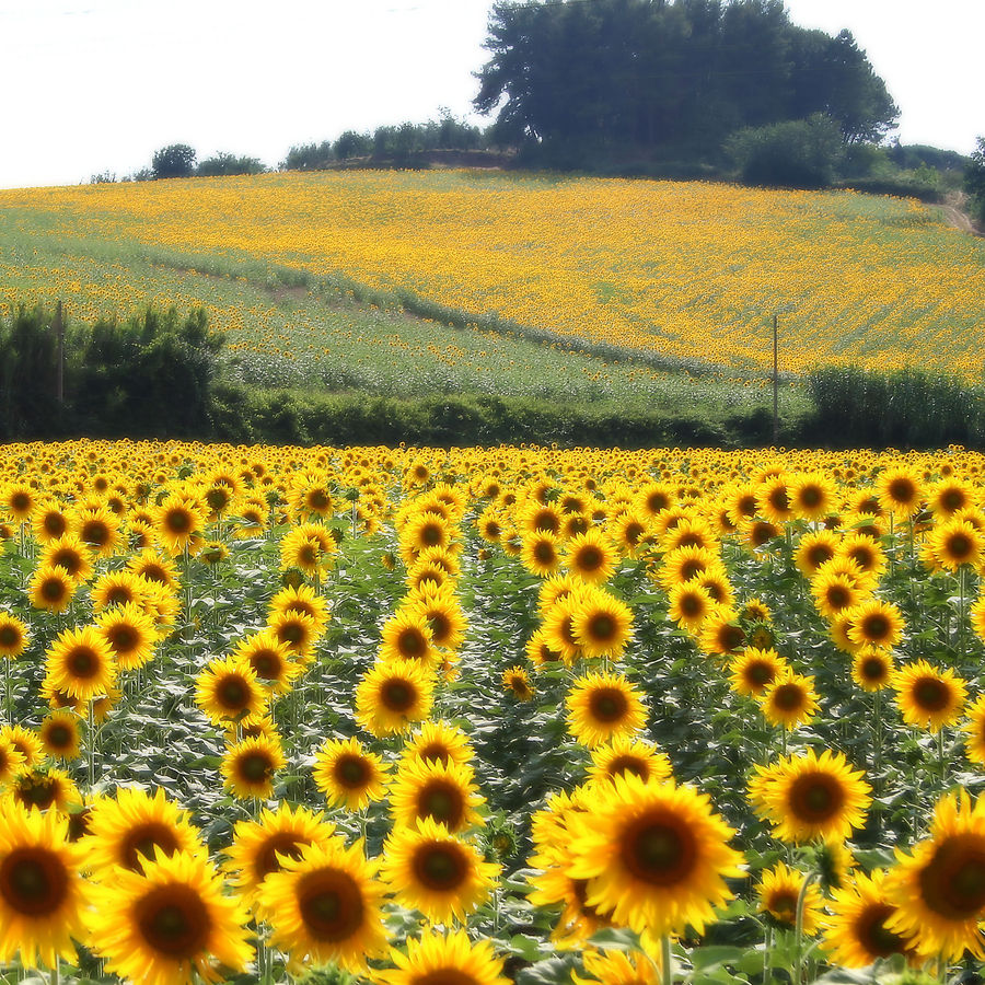 Sonnenblumen von Thorsten B