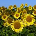 Sonnenblumen 