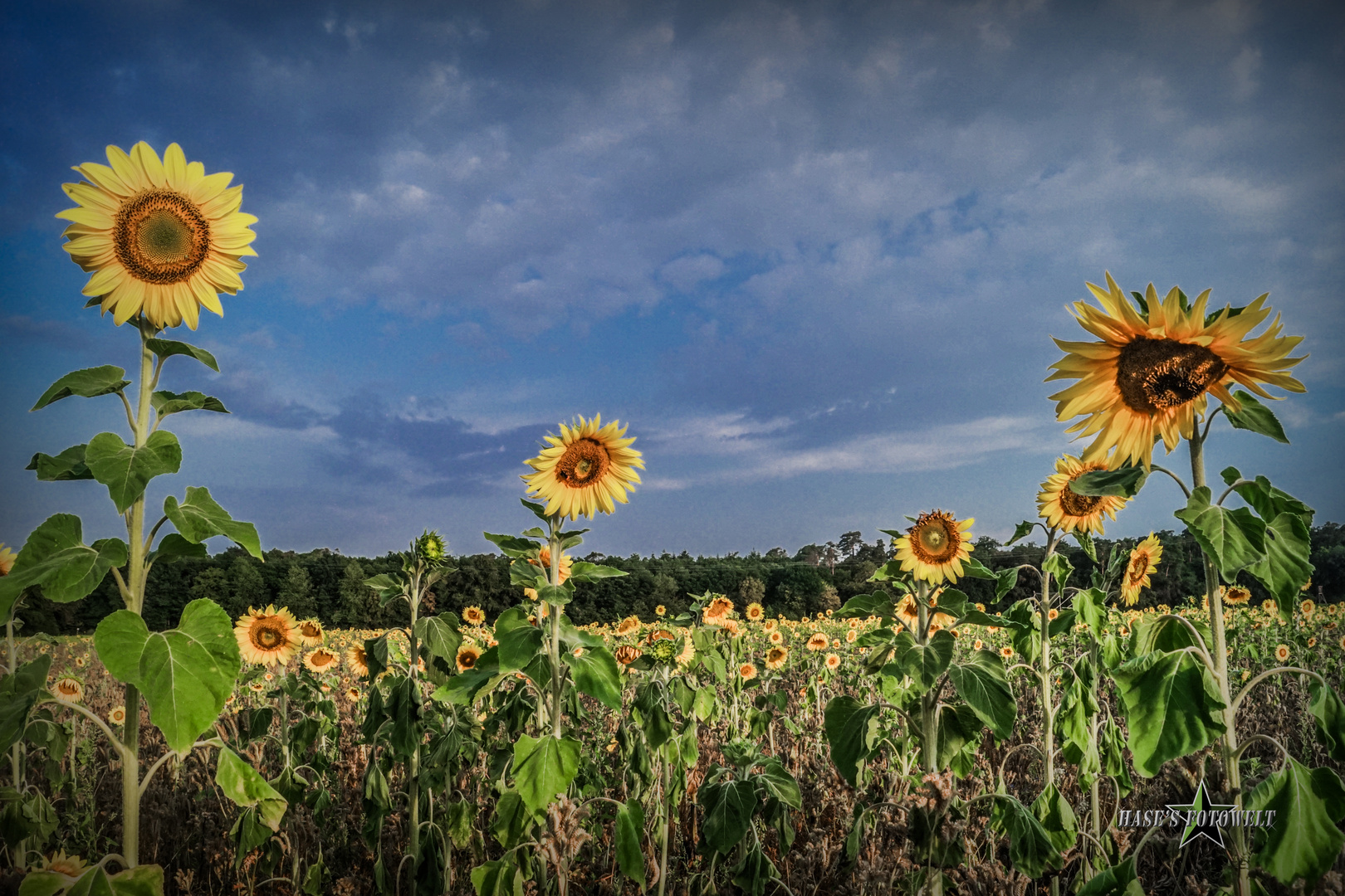 Sonnenblumen