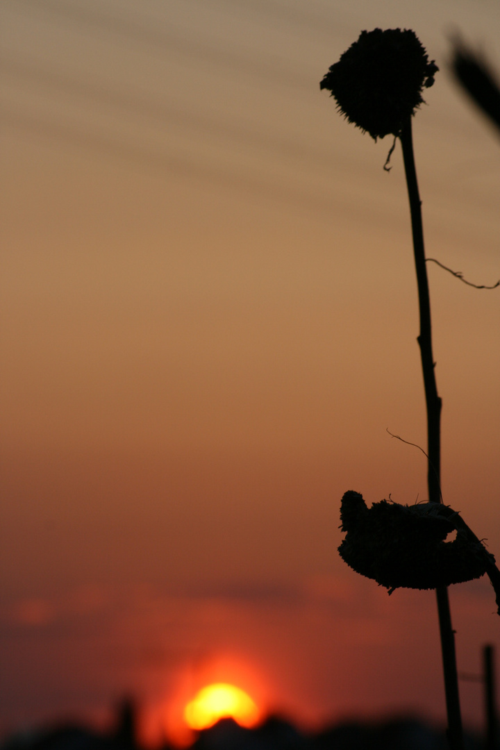 Sonnenblumen